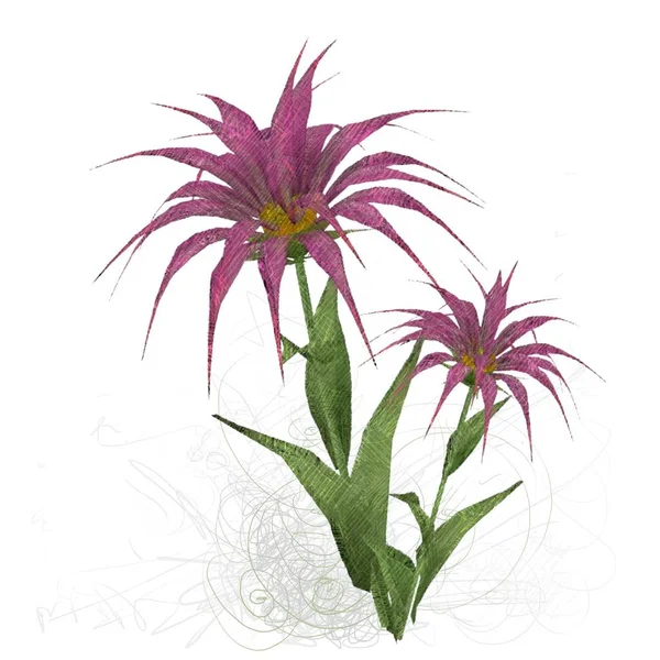 Ilustración Imagen Decorativa Flor Aislada Ilustración Floral Obra Arte Botánico — Foto de Stock