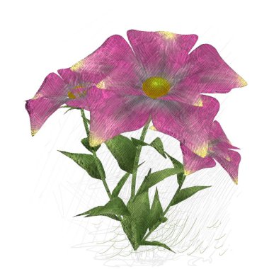 kırmızı gül beyaz arkaplanda izole