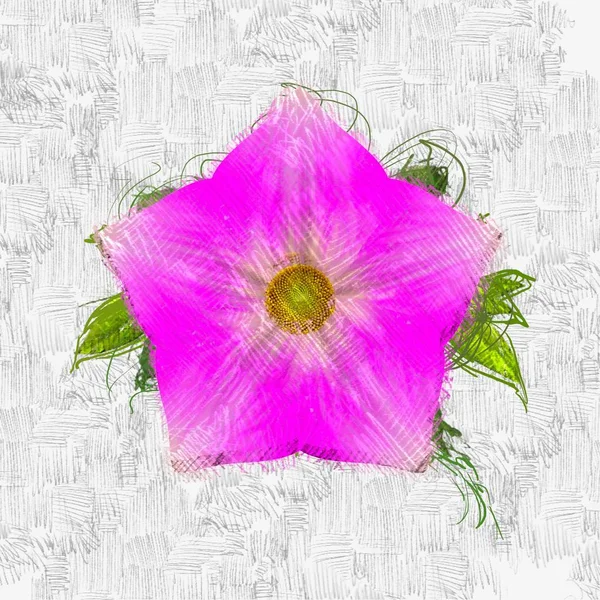 Розовые Цветы Белом Фоне — стоковое фото