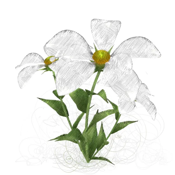 Beyaz Arkaplanda Izole Edilmiş Güzel Çiçekler — Stok fotoğraf