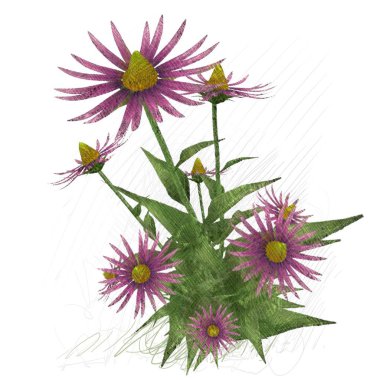 Beyaz arkaplanda güzel çiçekler