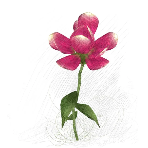 Różowa Orchidea Izolowana Białym Tle — Zdjęcie stockowe