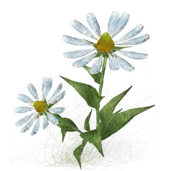 Акварельні Квіти Білому Тлі — стокове фото