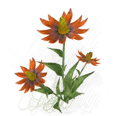 beyaz arkaplanda izole edilmiş çiçek