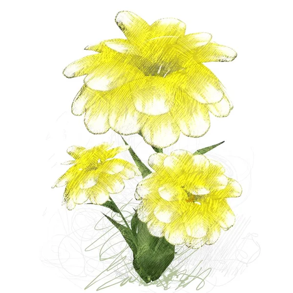 Yellow Flowers Isolated White Background — Stock Photo, Image