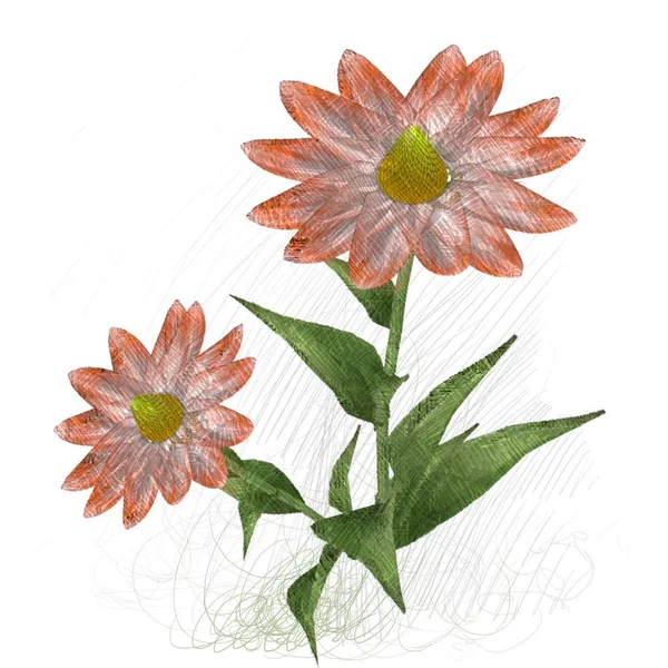 Vacker Blommig Blomma Isolerad Vit Bakgrund — Stockfoto
