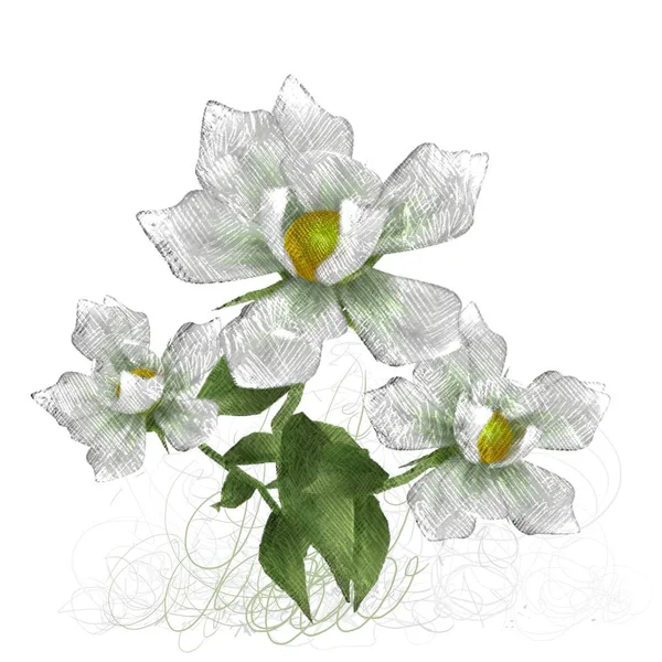 Красивые Цветы Изолированы Белом Фоне — стоковое фото