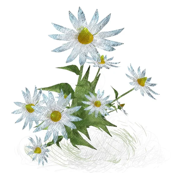 Mooie Aquarel Bloemen Witte Achtergrond — Stockfoto