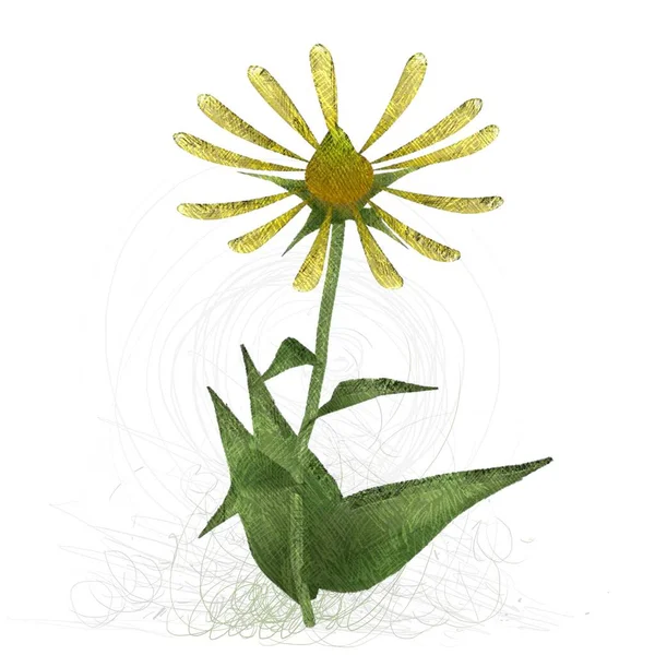 Zielony Kwiat Izolowany Białym Tle — Zdjęcie stockowe