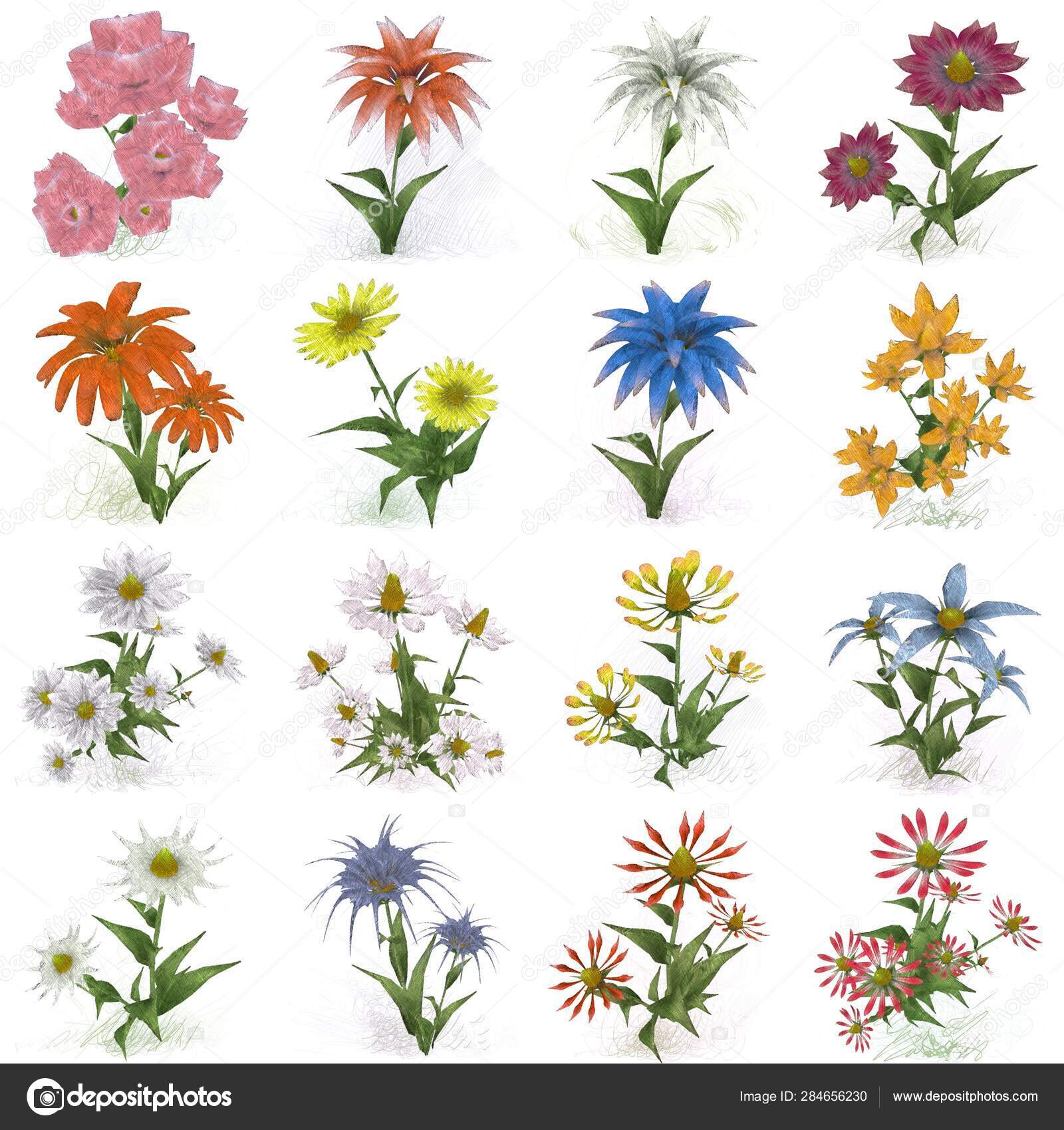 Watercolor Flowers Isolated White Background Stock Photo by ...