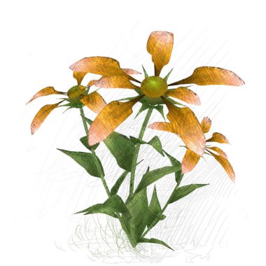 Beyaz arka planda izole çiçek