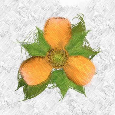 beyaz zemin üzerine taze çiçekler