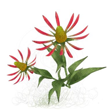 Beyaz arka plan üzerinde izole Noel çiçek