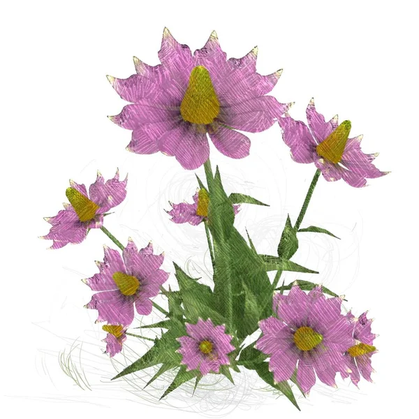 Schöne Blumen Auf Weißem Hintergrund — Stockfoto