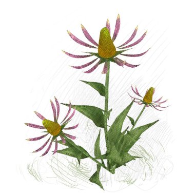 Tropikal çiçeklerin vektör çizimi