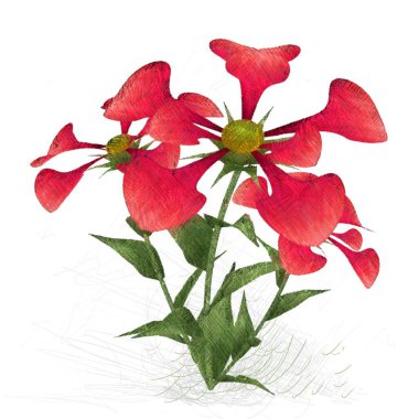 kırmızı gül beyaz arkaplanda izole