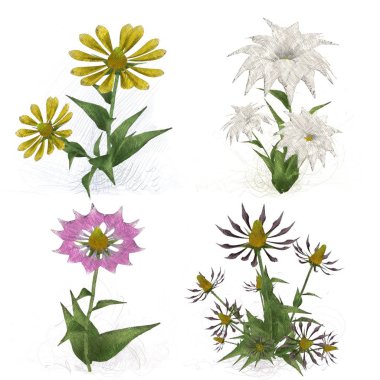 Beyaz arka planda suluboya çiçekler seti