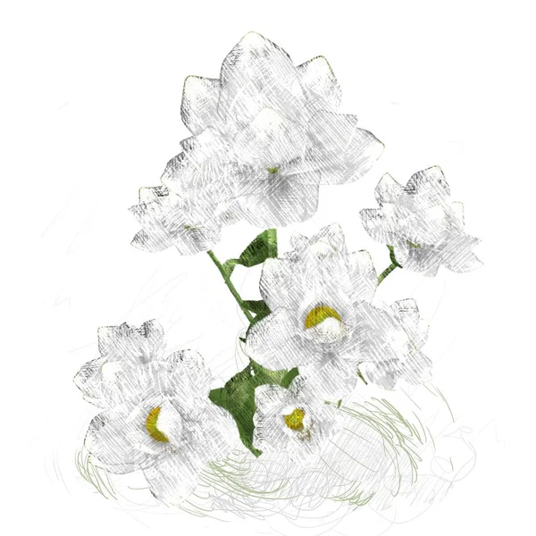 Acquerello Fiori Sfondo Bianco — Foto Stock