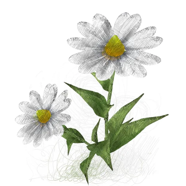 Λουλούδι Και Λουλούδια Λευκό Φόντο — Φωτογραφία Αρχείου