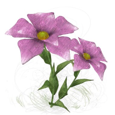 Pembe Gül beyaz arkaplanda izole edildi