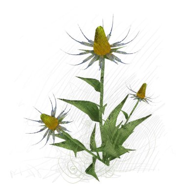 Beyaz arka planda izole çiçek