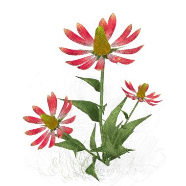 beyaz arka planda çiçek ve çiçek