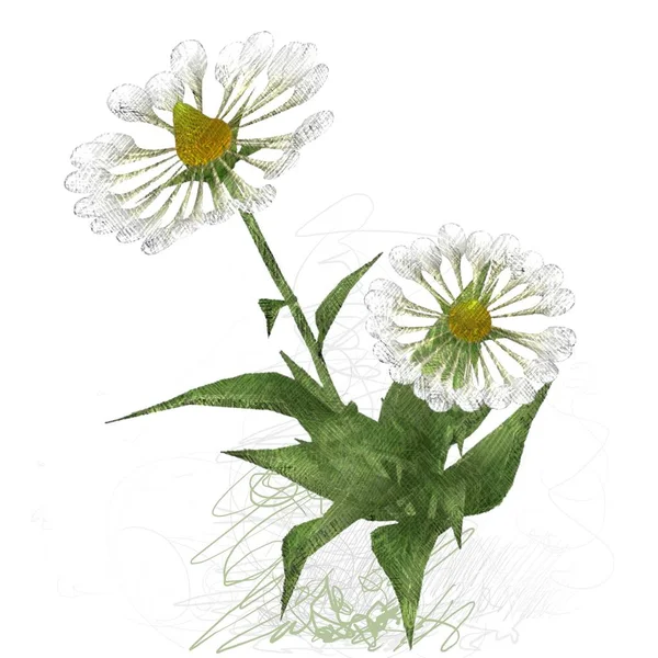 Λουλούδι Λευκό Φόντο — Φωτογραφία Αρχείου