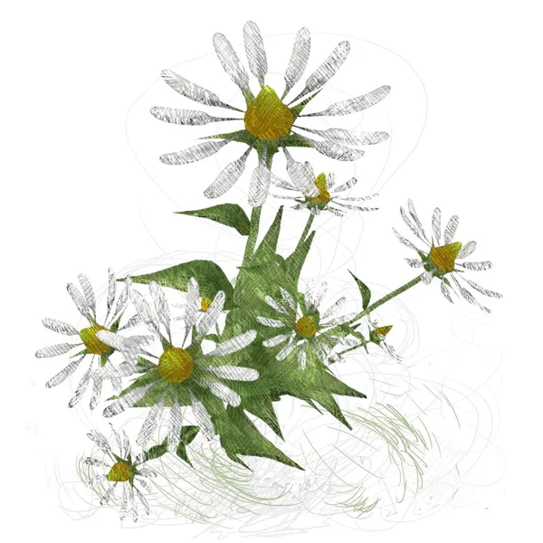 Όμορφα Άνθη Λουλουδιών Απομονώνονται Λευκό Φόντο — Φωτογραφία Αρχείου