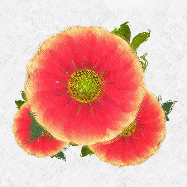 Färsk Röd Och Vit Blomma — Stockfoto