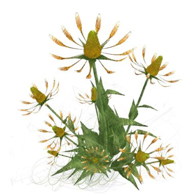 beyaz zemin üzerine suluboya çiçek