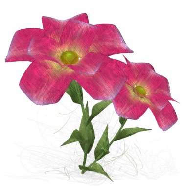 kırmızı gül beyaz arkaplanda izole