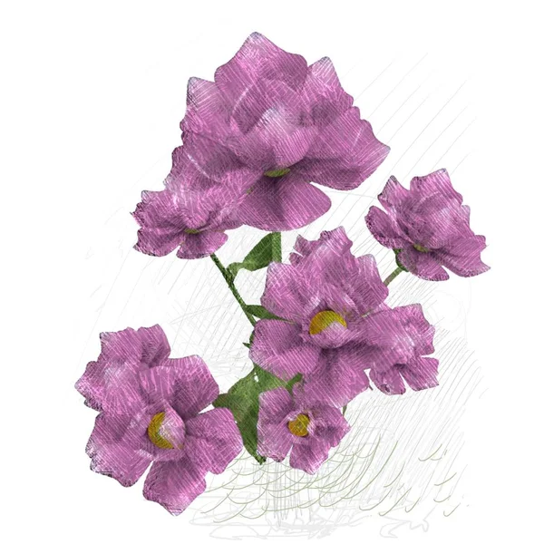 Hydrangea Цветы Изолированы Белом Фоне — стоковое фото