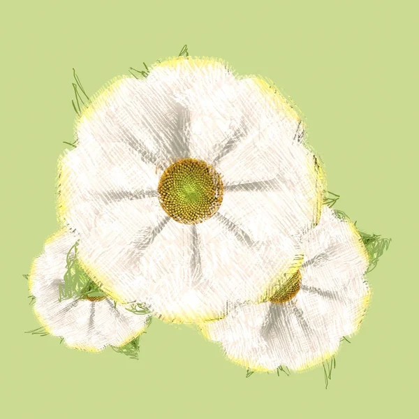 Vacker Blomma Vit Bakgrund — Stockfoto