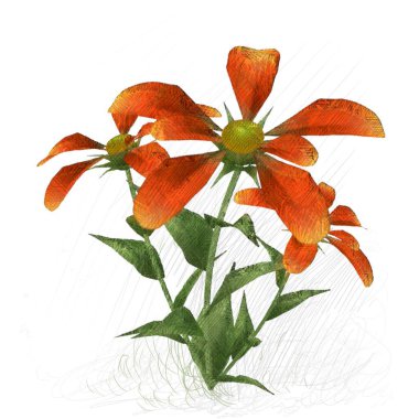 Beyaz arka planda izole çiçek