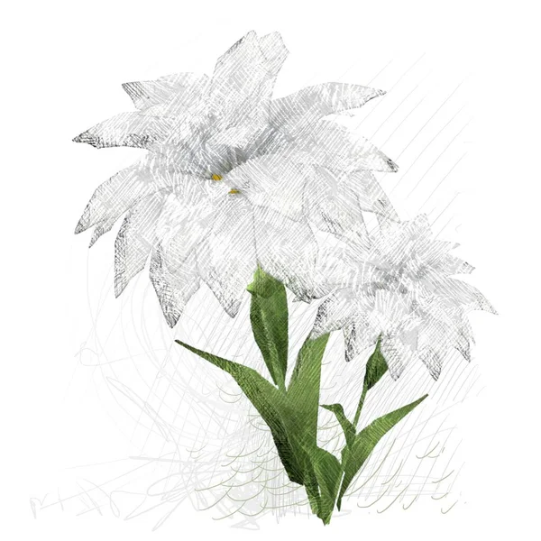 Красивые Цветы Белом Фоне — стоковое фото
