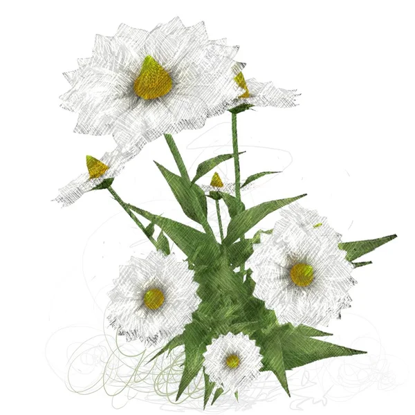 Schöne Blumen Auf Weißem Hintergrund — Stockfoto