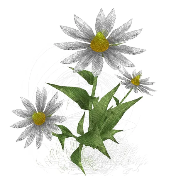 Flower White Background — Stock Photo, Image