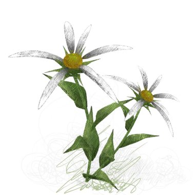 Beyaz arka plan üzerinde izole suluboya