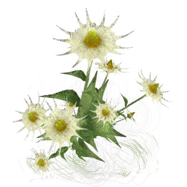 Beyaz arkaplanda güzel çiçekler