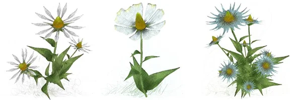 白色背景的水彩花 — 图库照片