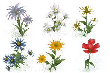 Beyaz arkaplanda güzel çiçekler