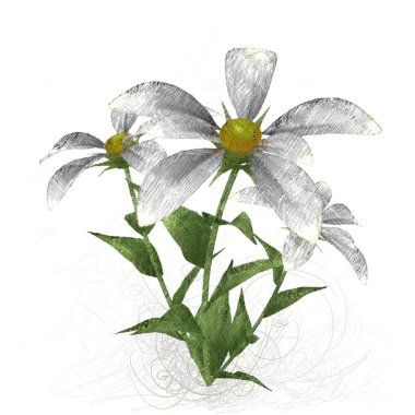 Beyaz arkaplanda güzel çiçekler