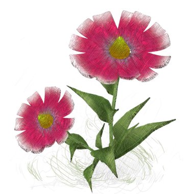 Beyaz arkaplanda izole edilmiş pembe çiçekler