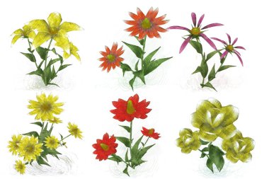 Beyaz arkaplanda güzel çiçekler