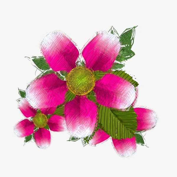 Pink Flowers Isolated White Background — Stock Photo, Image