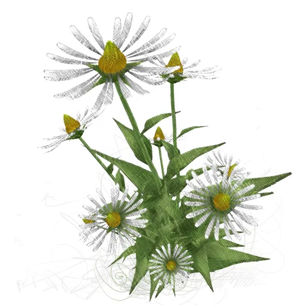 Illusztráció Dekoratív Izolált Virág Kép Virágos Illusztráció Vintage Botanikai Alkotás — Stock Fotó