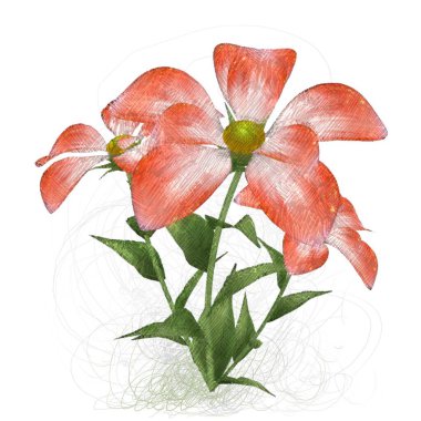 kırmızı gül beyaz arkaplanda izole