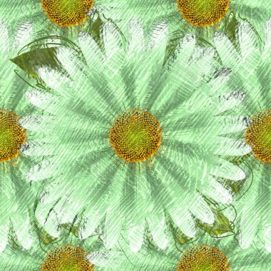 beyaz arkaplanda ayçiçeği