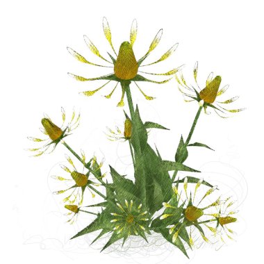 Beyaz arkaplanda izole edilmiş suluboya çiçekleri