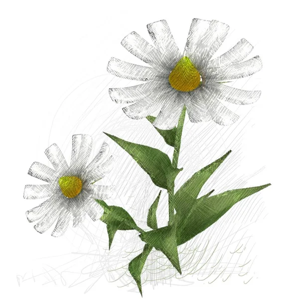 Fiore Sfondo Bianco — Foto Stock